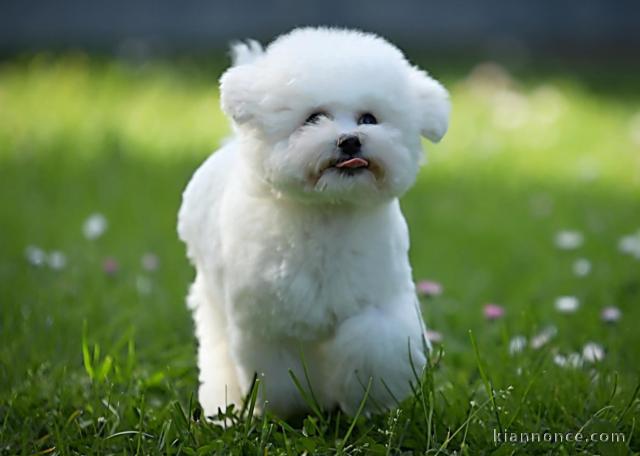 Bichon frisé chiot à vendre