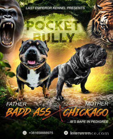 Pocket Micro American Bully chiots