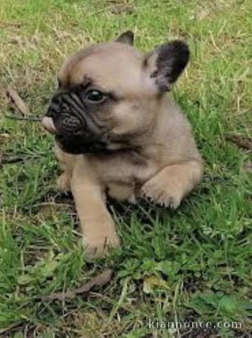 Magnifique chiots bouledogue français disponible pour bonne famil