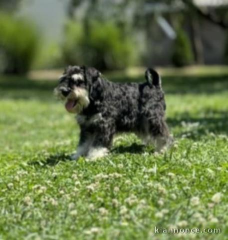 Schnauzer nain chiots