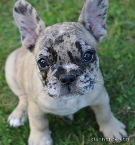 Magnifiques chiots bouledogue français disponible pour bonne fami