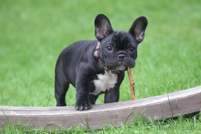  Magnifiques chiots bouledogue français disponible pour bonne fam