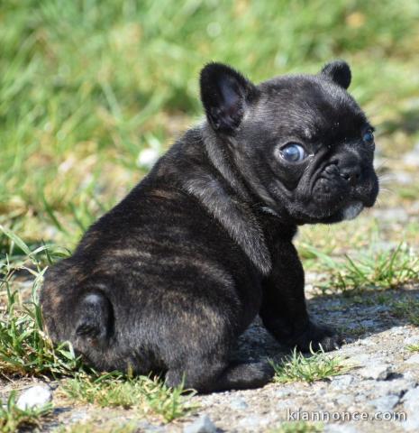 Magnifiques chiots bouledogue français disponible pour bonne fami