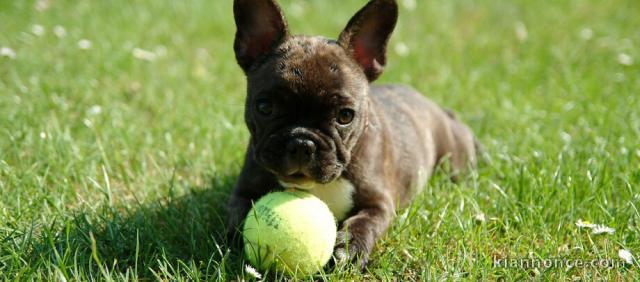 Magnifiques chiots bouledogue français disponible pour bonne fami