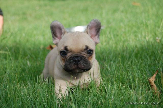 Magnifiques chiots bouledogue français disponible pour bonne fami