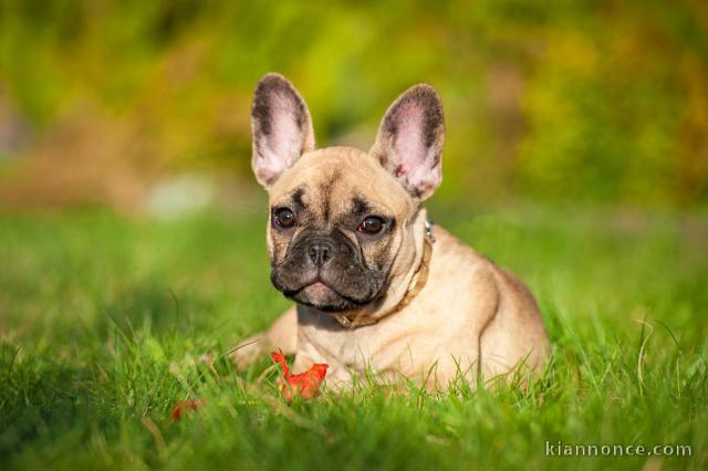 Magnifiques chiots bouledogue français disponible pour bonne fami