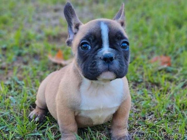 Magnifiques chiots bouledogue français disponible pour bonne fami