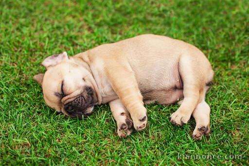 Magnifiques chiots bouledogue français disponible pour bonne fami