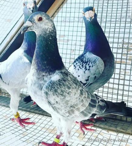 Pigeon voyageur à donner contre bon soins 