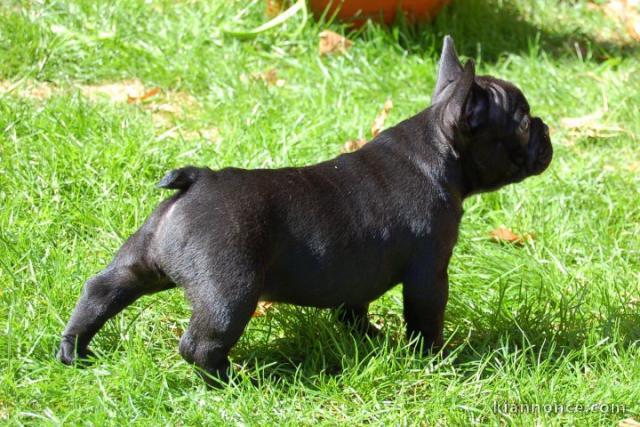 Magnifiques chiots bouledogue français disponible pour bonne fami