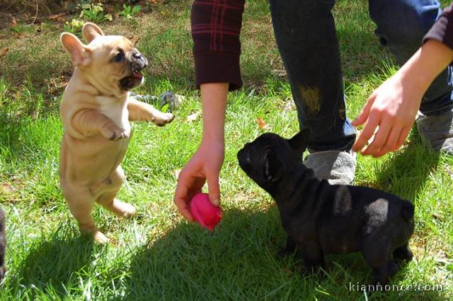 Magnifiques chiots bouledogue français disponible pour bonne fami