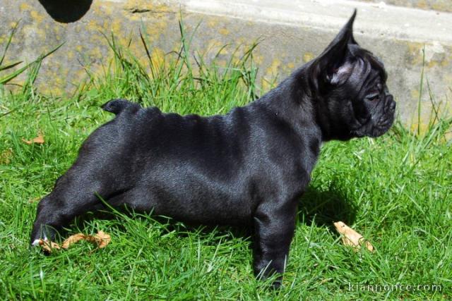 Magnifiques chiots bouledogue français disponible pour bonne fami