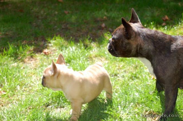 Magnifiques chiots bouledogue français disponible pour bonne fami