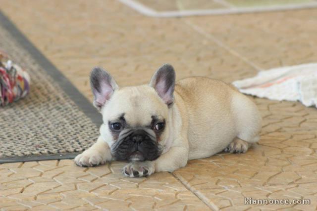 Magnifiques chiots bouledogue français disponible pour bonne fami