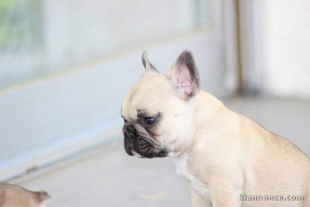 Magnifiques chiots bouledogue français disponible pour bonne fami