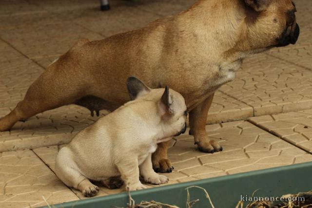 Magnifiques chiots bouledogue français disponible pour bonne fami