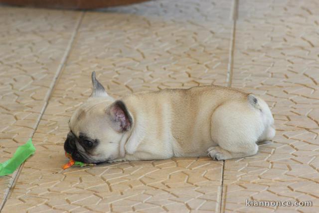 Magnifiques chiots bouledogue français disponible pour bonne fami