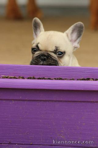 Magnifiques chiots bouledogue français disponible pour bonne fami