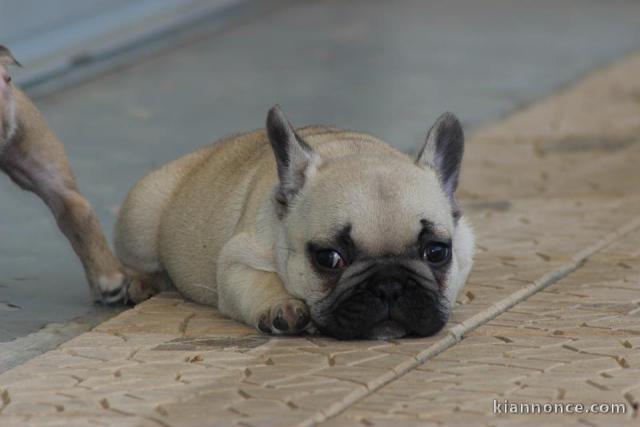 Magnifiques chiots bouledogue français disponible pour bonne fami