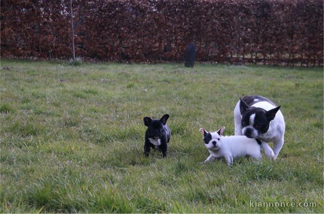    Magnifiques chiots bouledogue français disponible pour bonne f