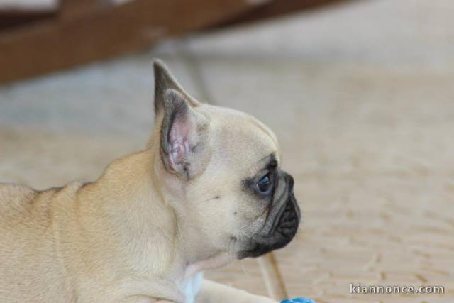    Magnifiques chiots bouledogue français disponible pour bonne f