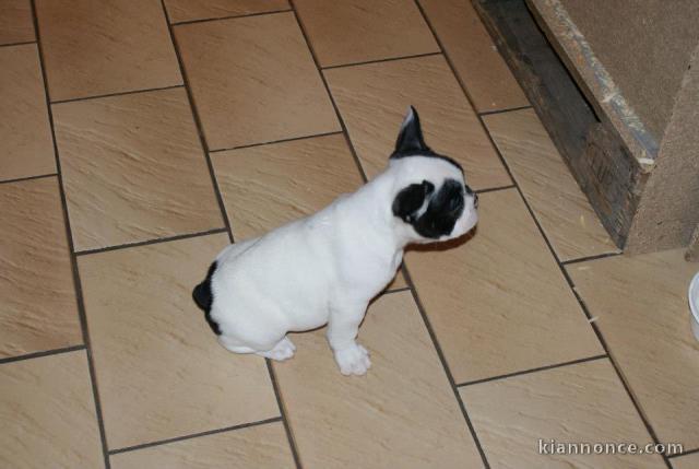 Magnifiques chiots bouledogue français disponible pour bonne fami