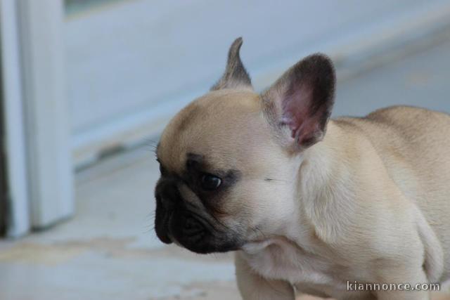 Magnifiques chiots bouledogue français disponible pour bonne fami