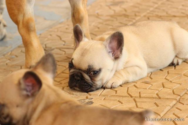 Magnifiques chiots bouledogue français disponible pour bonne fami