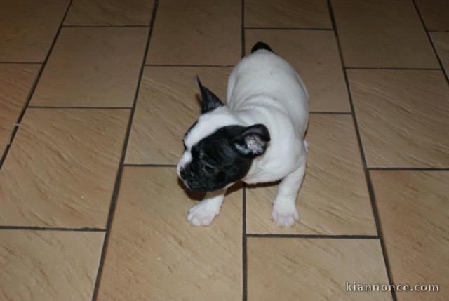 Magnifiques chiots bouledogue français disponible pour bonne fami