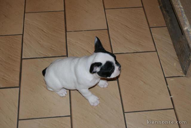 Magnifiques chiots bouledogue français disponible pour bonne fami