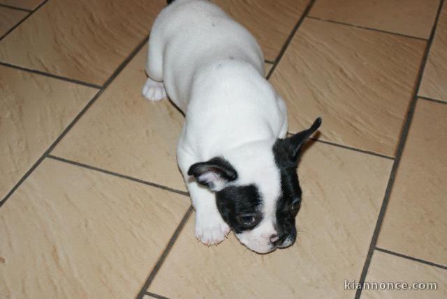 Magnifiques chiots bouledogue français disponible pour bonne fami