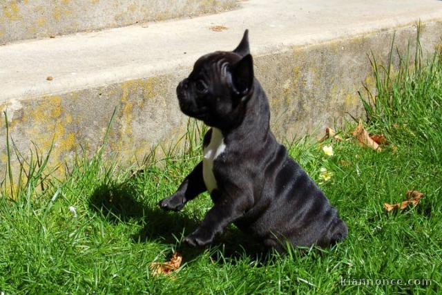 Magnifiques chiots bouledogue français disponible pour bonne fami