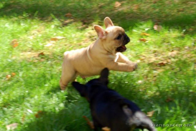 Magnifiques chiots bouledogue français disponible pour bonne fami