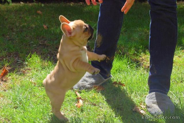 Magnifiques chiots bouledogue français disponible pour bonne fami