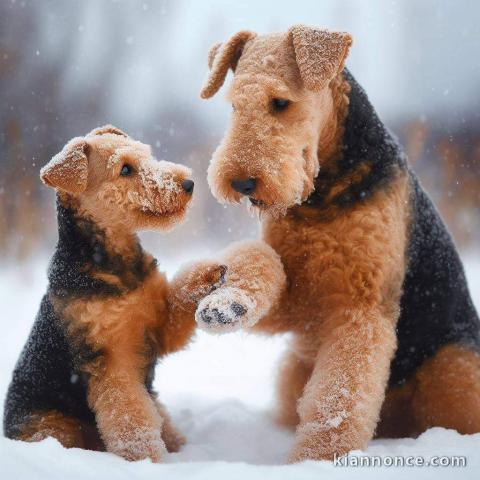 Terrier gallois chiots