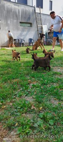 Berger Belge Malinois chiots