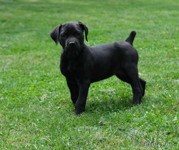 Boerboel Mâtin sud-africain chiots