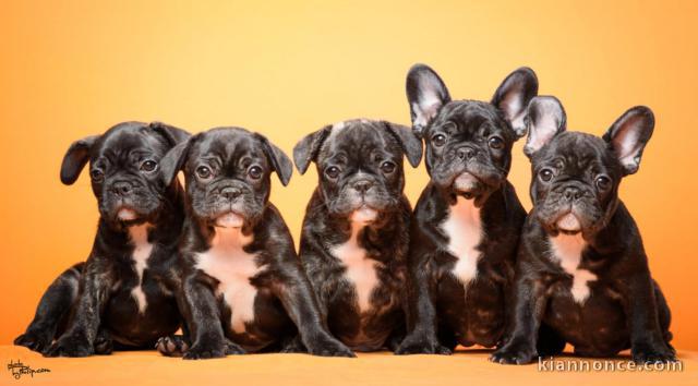 Bulldog français chiots