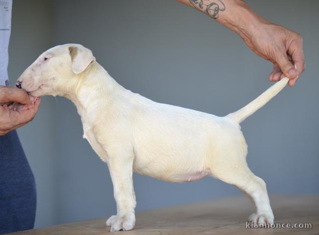 Bull-terrier standard chiots