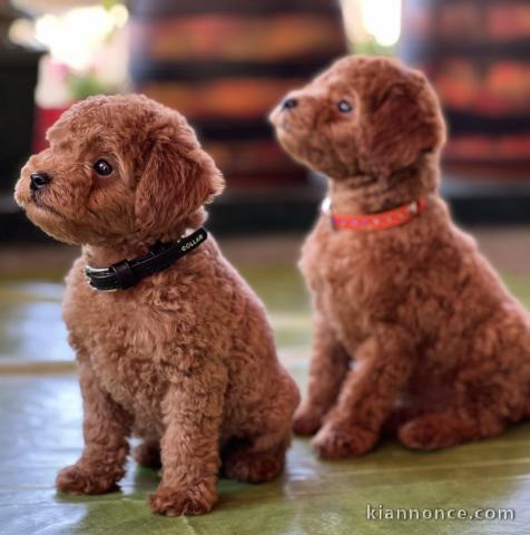 Caniche miniature chiots