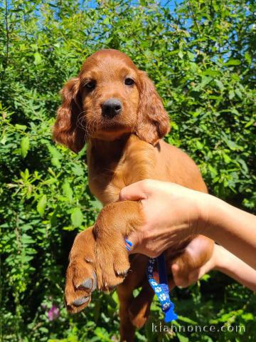 CHIOTS SETTERS IRLANDAIS LOF DISPONIBLES JUILLET 2024