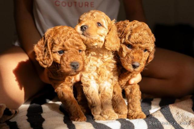 Caniche nain ROUGE chiots à vendre