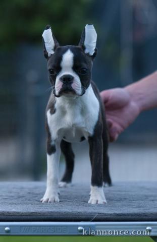 Boston Terrier chiots à vendre