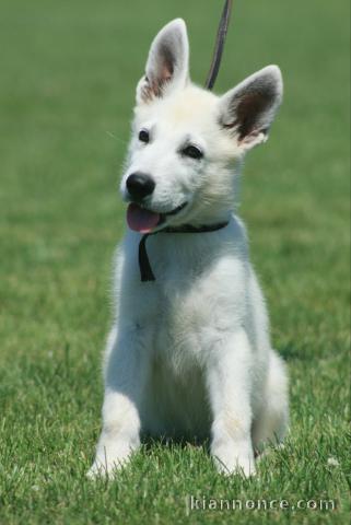 Berger Blanc Suisse chiots