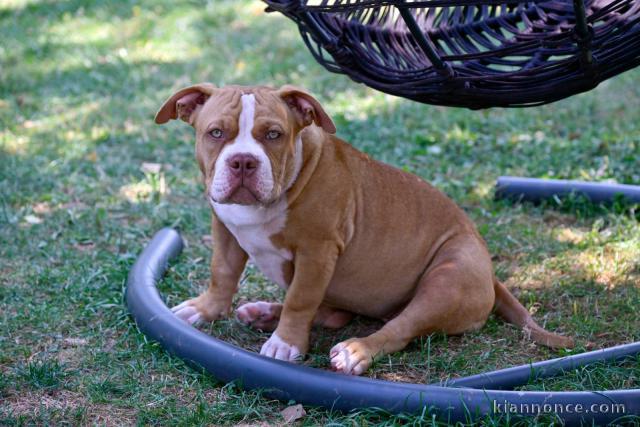 American Bully chiots à vendre