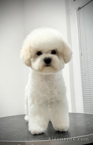 Bichon Frise chiot femelle