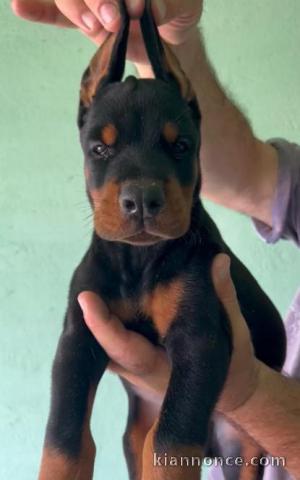 Doberman chiots à vendre