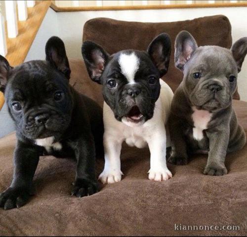 Chiot d’apparence bouledogue français 