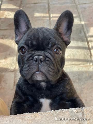 Chiots bouledogue français à vendre