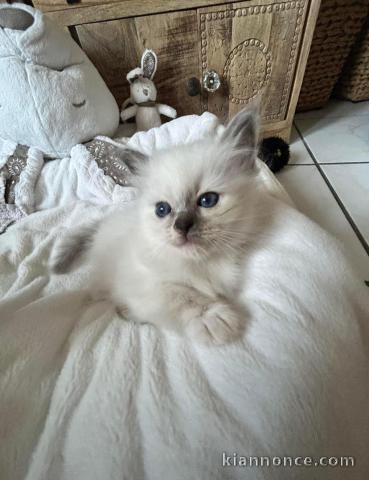 Magnifiques chatons sacrés de Birmanie à donner 